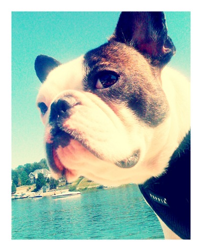 I am just a French Bulldog, trying to figure out how to use this twitter thing. I live in Indianapolis and am the mascot for a&g Marketing.