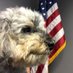 Zoey The Congressdog (@zoeycongressdog) Twitter profile photo Zoey The Congressdog (@zoeycongressdog) Twitter profile photo