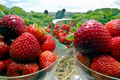 shutefruit's profile picture. We are a PYO farm growing great tasting fruit and vegetables. Lori then uses these to make award winning preserves including the best strawberry jam in the UK.