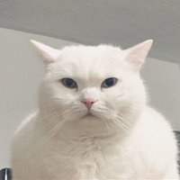 ジャスミン (@jasmin) 's Twitter Profile