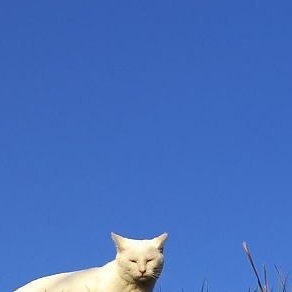 twdberkrfgz's profile picture. にゃ~ん🐈