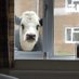 window cow (@kxyzhong) Twitter profile photo window cow (@kxyzhong) Twitter profile photo