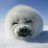 Arcaniiix's profile image