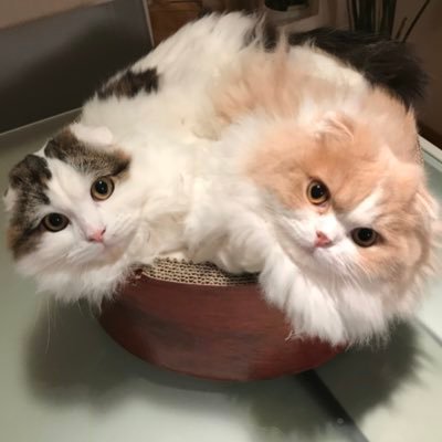2匹の長毛折れ耳スコティッシュフォールドの日常。ここ♂🎂2018.3.17 ブラック&ホワイト クリクリお目目にアイライン てん♂🎂2018.5.15 クリーム ふわふわしっぽとニッカポッカ風の後ろ脚がチャームポイント😻