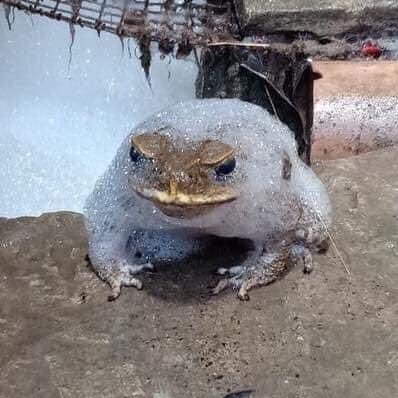 MixaMega2's profile picture. cinder block muncher