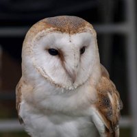 Carl Taylor (@carl4tay) 's Twitter Profile