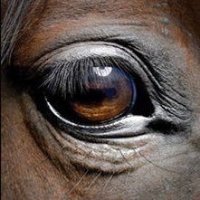 Rob8447's profile picture. Horse racing enthusiast, likes a good punt here and there and a big interest in American horse racing