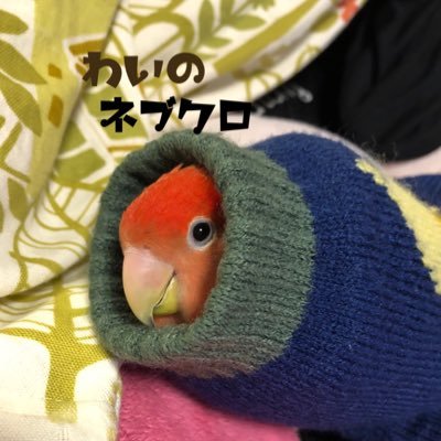 あんころさんのプロフィール画像