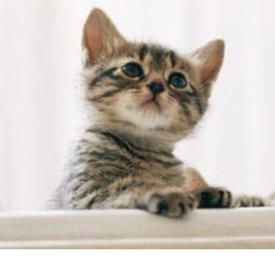 miu52511234's profile picture. 新しくアカウントを作り直しました。主に社会問題中心に、気になる情報を収集する為に使っています。原発反対。戦争反対。差別のない世界を目指したい。  永遠に櫻井敦司推し