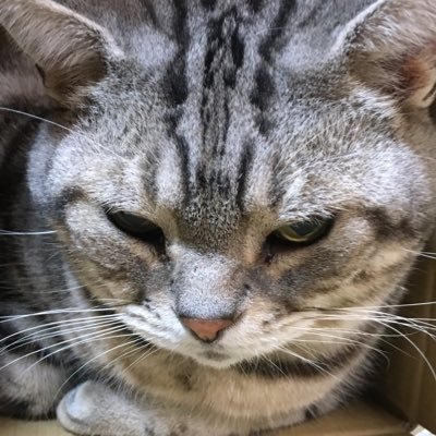 うちの猫が一番可愛い Takuminn1911 Twitter