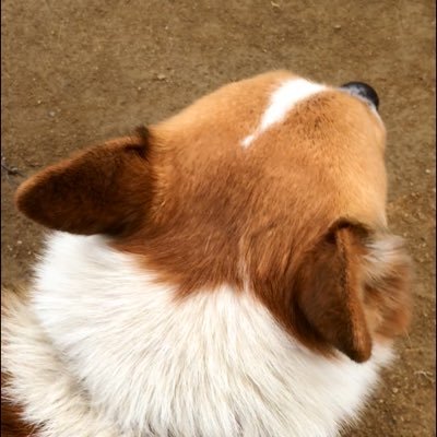 犬の後頭部 ご ゴールデンドゥードル可愛い テレビに向かって言った心の呟きをそのまま書く
