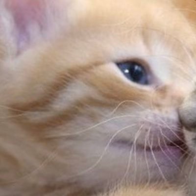 everyfurryfluff's profile picture. saying every furry is fluffy • she/her • 16 • inspired by @everyfurrycutie • if I follow you you’re also fluffy