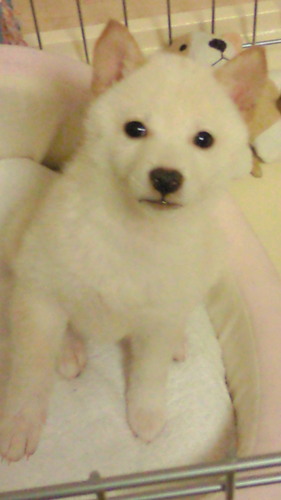 ruhunah's profile picture. 好きなもの；石川賢治氏の月光浴。A.M.Mucha。YUKI。Holly Coleの声。北斎の肉筆画の菊。着物。源氏物語。木に積もる雪の景色。こむぎの綺麗な丸い目。竹林。高原。天体。焼き芋。裁縫。歌うこと。音を奏でること。絵を描くこと。車に乗ること。