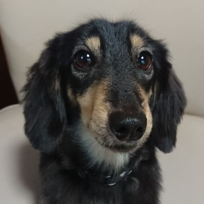 80911909c7ea4a4's profile picture. 香川県でビリヤードのアマチュアやってます。
カニヘンダックス飼っています。
後ロードバイクとミニベロもたまに乗っています。🚲 #ビリヤード #ロードバイク #メッズキュー #キュー #ミニベロ #ロードスター #NDロードスター