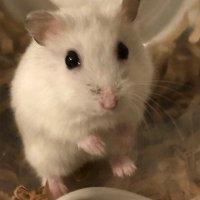 ろくすけ (@rokuroumen) 's Twitter Profile Photo ろくすけ (@rokuroumen) 's Twitter Profile Photo