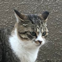 犬塚理人 (@rihito_inuzuka) 's Twitter Profile Photo