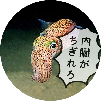 イカ アダチガハラ あんまり後ろ姿の写真がない コルセットの日