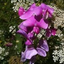 Ashley Pickard - @Shueywish - Twitter