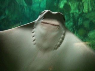 pettitplease's profile picture. 