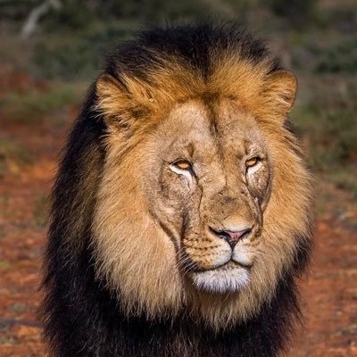 grdagu's profile picture. 