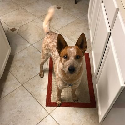 adam57418287's profile picture. non-birthing taco. medium/fire