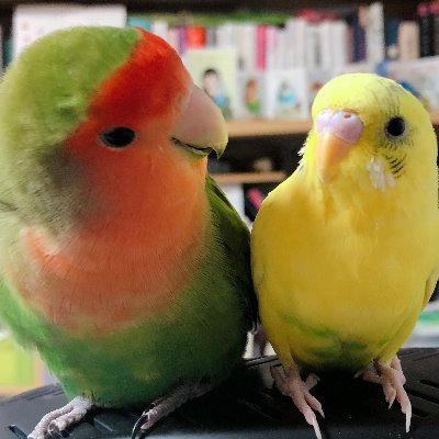 모란앵 살구lovebird Salgu 小桜インコのサルグ(2010.05~/13歳)&사랑앵 시루Budgie Siru セキセイインコのシル(2019.07~/4歳)와 삽니다. 헤더는 전 대代사랑앵 름이(2012.~2018). ENG/日本語OK