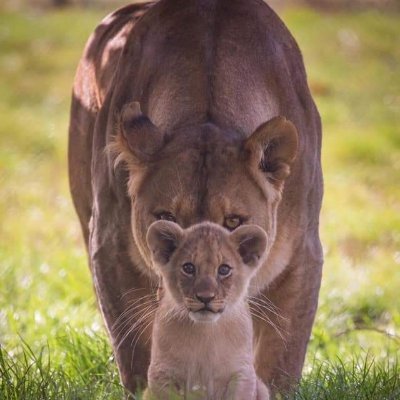 sureshspt's profile picture. What is bio?  I am a simple human being