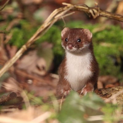 lewishambirder's profile picture. Birding for over 30 years, grew up in the Brecks. Now birding in Kent