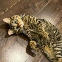 とろろ (@tororo_619) 's Twitter Profile