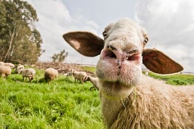 Tous des montons, l'herbe des pâturages à l'air bonne, attention du pissenlit peut se coincer dans vos dents.