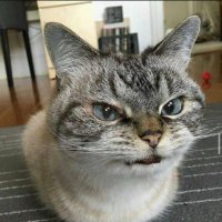 CatDad(@CatDadonKICK) 's Twitter Profile Photo