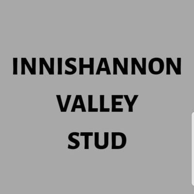 *Innishannon valley stud * yearling and 2yo breeze up horses 🐎