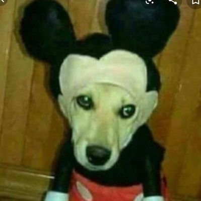 Plooply3's profile picture. balls