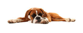 Boxer Dog Blog is a resource for all the information you need to know about boxer dogs. 
Best,
Jeremy
http://t.co/obssXinD