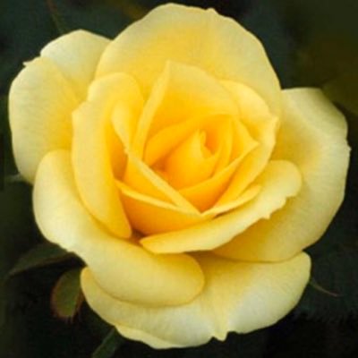 texasdaughter's profile picture. 