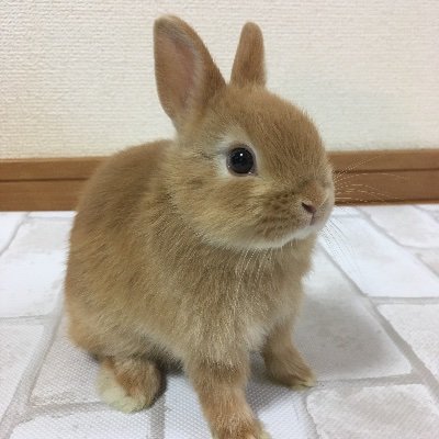 うさぎのネザーランドドワーフと過ごす日常です。 名前はモフ、もっちゃんと呼んでいます。うさぎを飼うのは初めてなので、皆さんを参考にさせて下さい。うさぎ好きな方と繋がれると嬉しいです。 無言フォローさせてもらうと思いますが、よろしくお願いします(*´꒳`*)