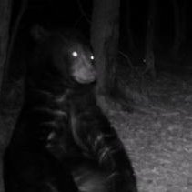 DesolateCryptid's profile picture. THERE IS A GHOUL IN MY STOOL!🧌 {20}