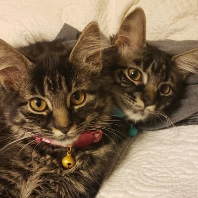 CindyFowler85's profile picture. 