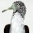 cosmoslyrics's profile image