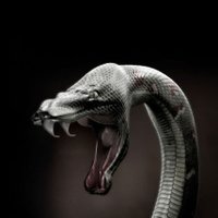 Cryptic_Vyper (Bryttany Messina) (@cryptic_vyper) 's Twitter Profile Photo Cryptic_Vyper (Bryttany Messina) (@cryptic_vyper) 's Twitter Profile Photo