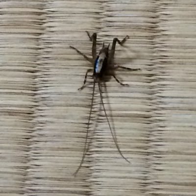 靴の中の小石 キシモトって 何しに出てきたの 旧ボスを引き立てるため 再登場したのだから 何か面白いことをしてくれるのかと期待したのにな マージナルオペレーション