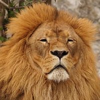 SlackwareOS's profile picture. 💤💤💤