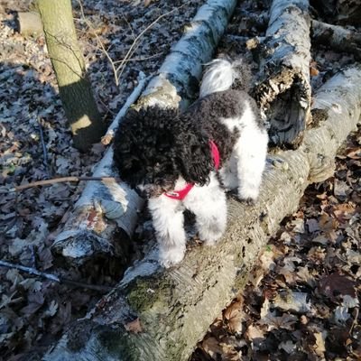 geboren am 09.10.16 im Märchenland, ich habe das Körbchen von Toypudel Julie übernommen