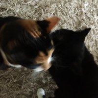 Lily 🌈 and Rosie(@tuxedocalico) 's Twitter Profile Photo