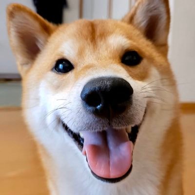 日常のどうでもいいことを呟いたりしてます。柴犬(福助♂とさくら♀)2匹の様子呟いてたりします。たまに、フットサル、音楽(主にMETAL系)やファッション？も呟くこともあります。