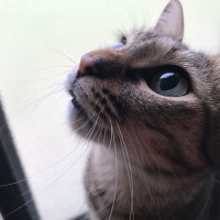 クック (@aaa413ss12) 's Twitter Profile
