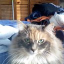 Deb Demers Cole - @DebDemersCole - Twitter