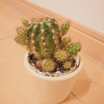 観葉植物さんのプロフィール画像