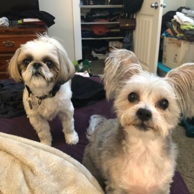 Cmonkeyg's profile picture. 