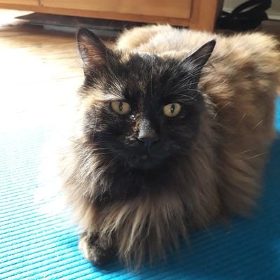 Nervous but fluffy tortie living in Harringay, north London